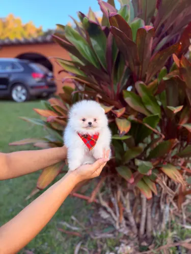 Lulu da pomerania