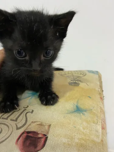 DOAÇÃO CONSCIENTE DE GATINHOS ?