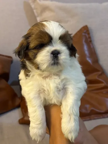 2 FÊMEAS SHIH TZU (ACEITO CARTÃO)