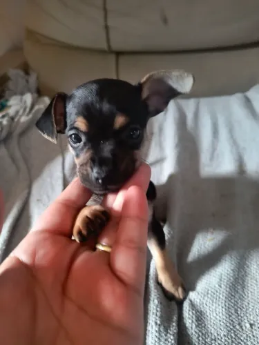 VENDO PINSCHER MACHO 