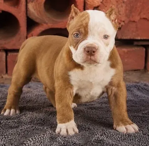 Américan bully