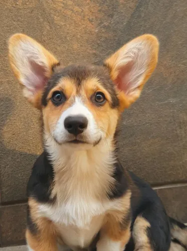 Welsh Corgi Pembroke - Filhotes disponíveis 