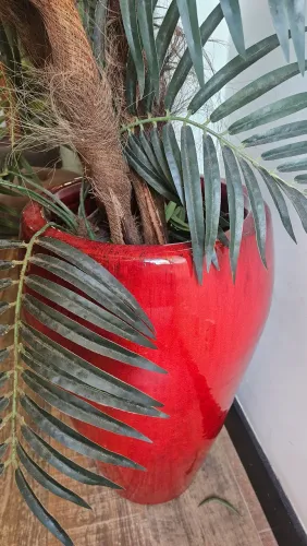 Vaso lindo com a planta