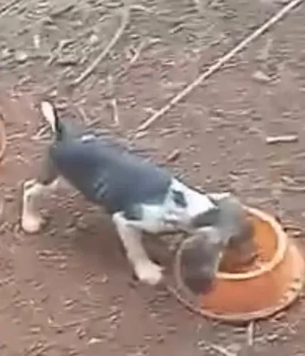 Beagle vacinado e vermifugado 