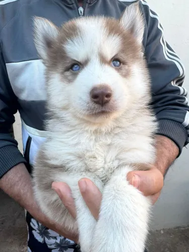 Husky Siberiano Macho Red 