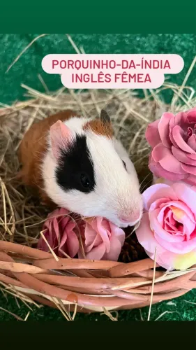 Porquinho-da-índia