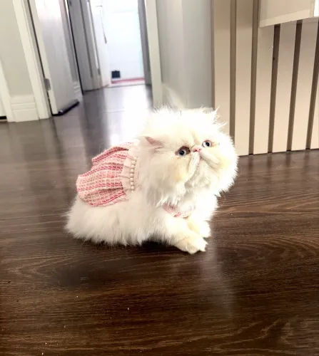 Busco namorado gato Scottish fold ou munchkin?