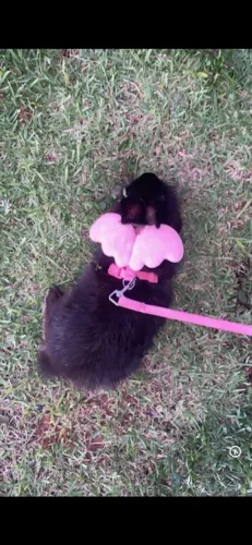 coelha 6meses