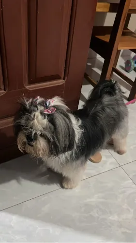 Cachorra shiatsu perdida.