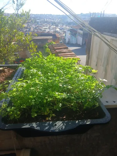 Salsinha comum no vaso