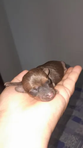 Cachorro Pinscher Macho 00