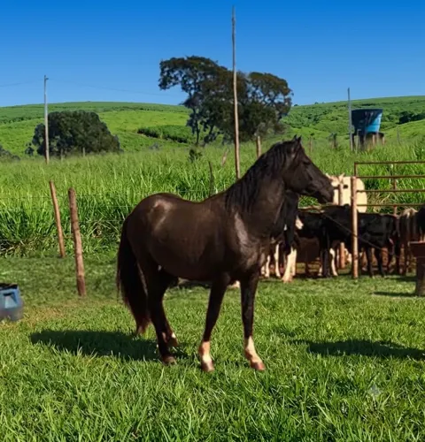 Cavalo