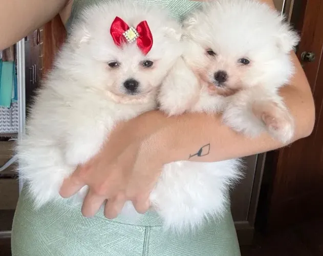Filhotes de Lulu da pomerania anoes macho e fêmea ursinhos