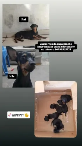 Cachorros filhotes da raça pinche 