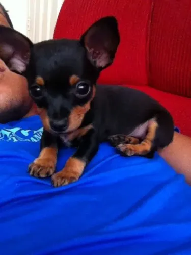 Filhotes de Pinscher!!!