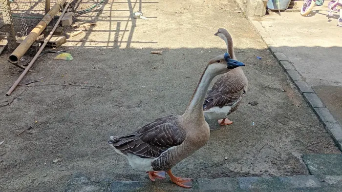 Casal de ganso indiano