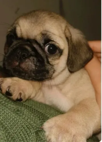 Filhote de Pug Macho