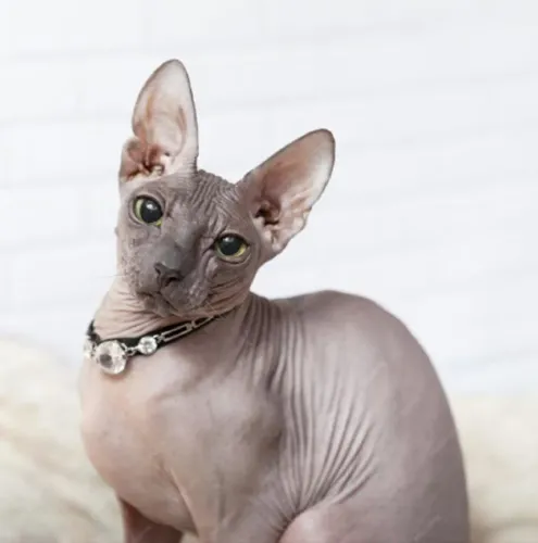 Doa-se Sphynx