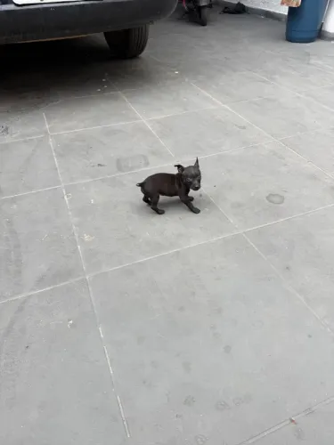 Pinscher fêmea black