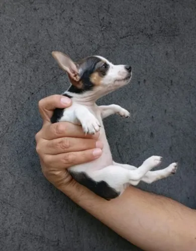 Pinscher lindinho 