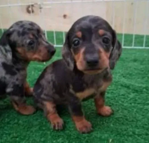 Basset Mini Filhotes Dachshund Alerquim Amorosos. 