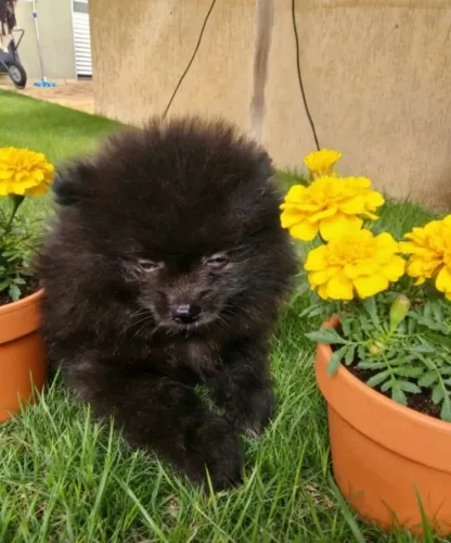 Filhote de Lulu da Pomerânia Disponível