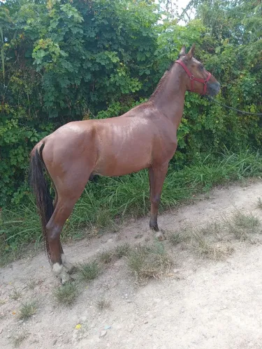 Vende-se e troca-se potro andando muito de marcha picada