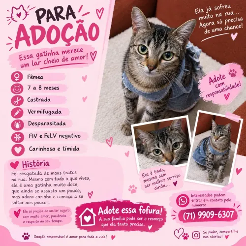Gata 7 meses - CASTRADA