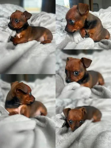 Pinscher com chihuahua macho