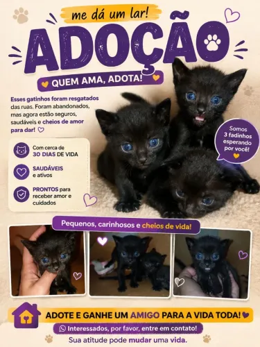 Gatos preto para doação 30 dias!