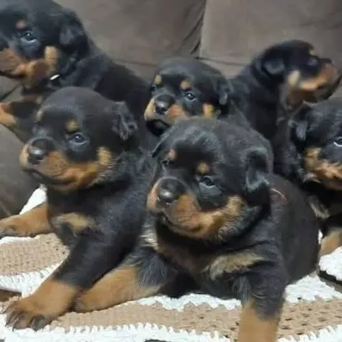 Rottweiler filhotes