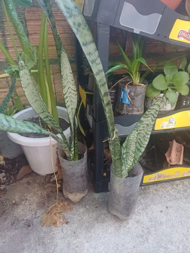 Plantas mudas de Espada-de-São-Jorge 