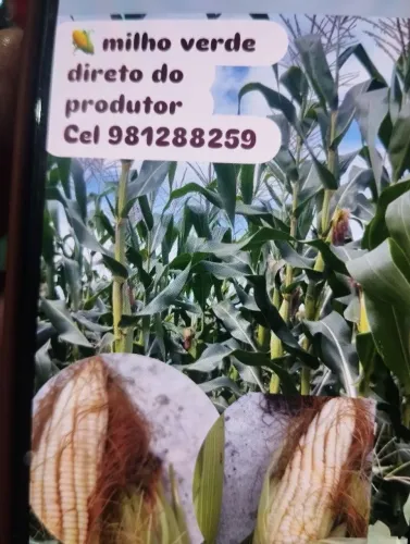 Milho verde 1051  a 1 real a espiga