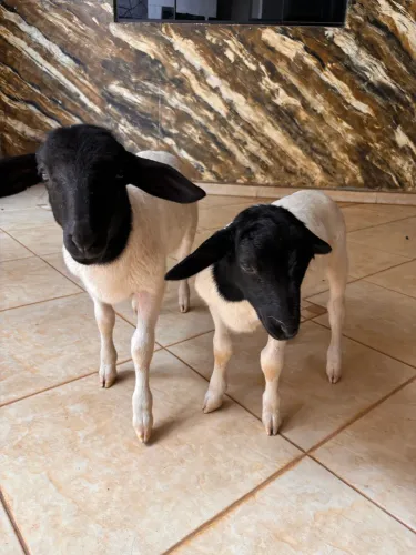 Vende-se ovelhas dorper