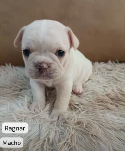 Filhotes de Buldogue Francês - Pais com Pedigree