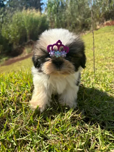 Vendo fêmea de Shitzu Mini