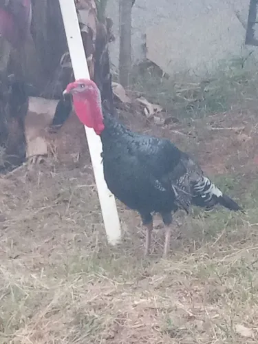 Peru macho