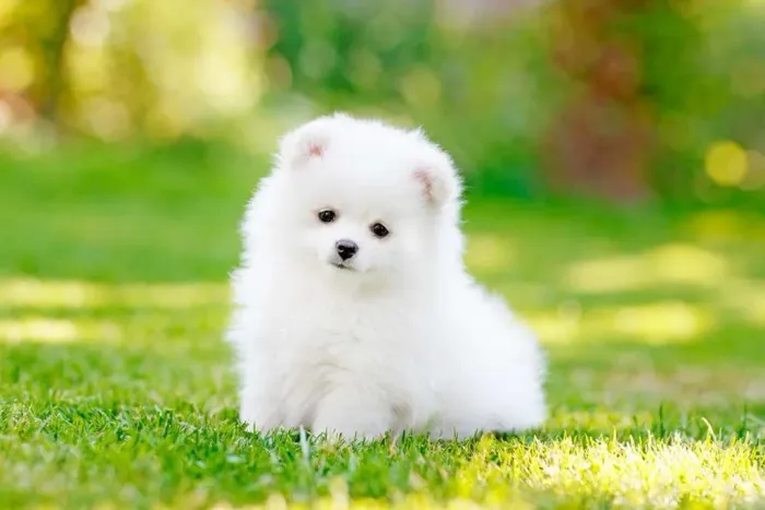 Vendo lindos filhotes de Spitz Alemão anão