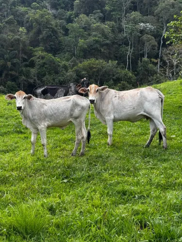Duas vacas aneloradas Nelore