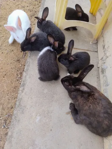 Vende se coelho ?