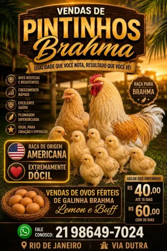 Ovos galados Bramha 