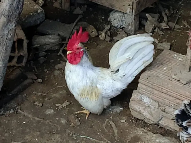 galinho anão Idade 1 ano