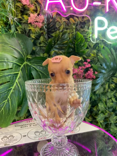 Pinscher!!! Apaixone se
