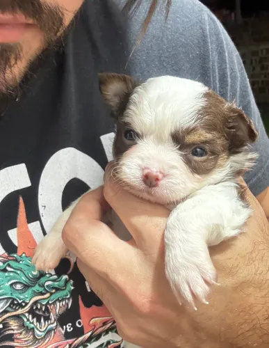 Chihuahuas filhotes