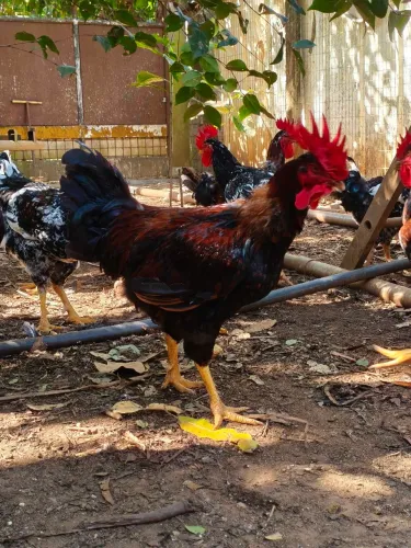 Galos balão tradicional de 1 ano