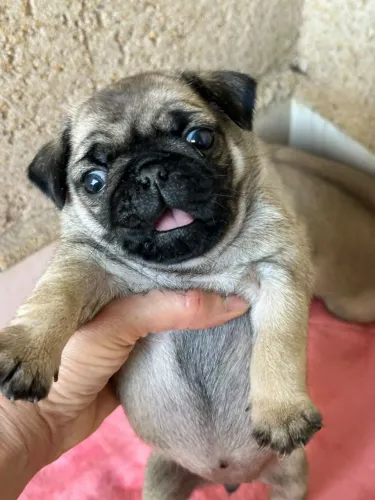 Pug filhote