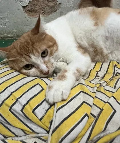 Adote Gata amarela linda castrada
