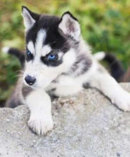 Husky siberiano muito esperto