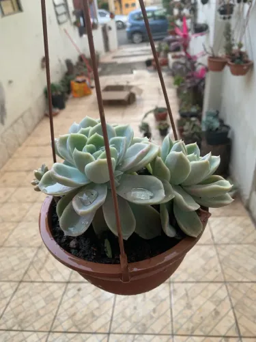 Planta para sua casa
