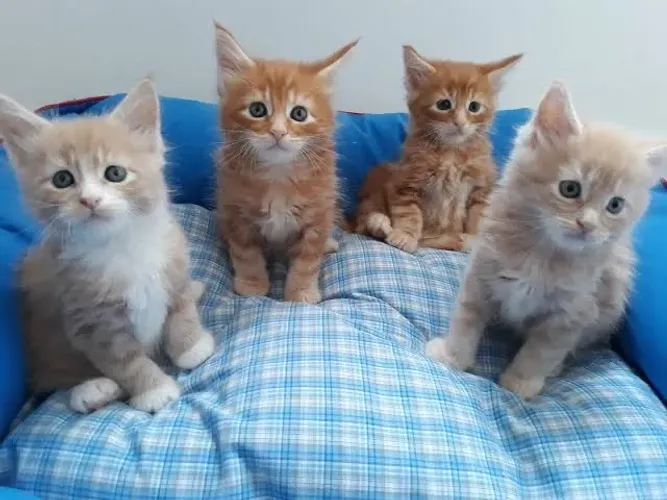 Maine Coon Casal Disponível 